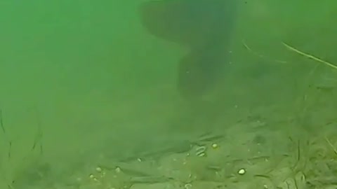 This is a beautiful and charming water-dwelling species