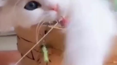 Cuute💕? pet pets cat