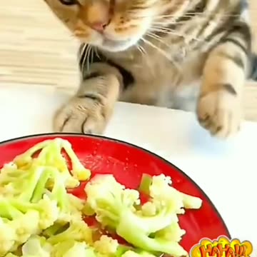 The Striped Cat wants to taste The Owner's Food