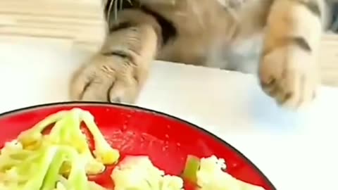 The Striped Cat wants to taste The Owner's Food