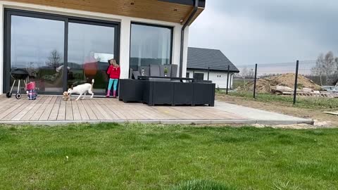 Little Dog Slams Into Glass While Playing With Another