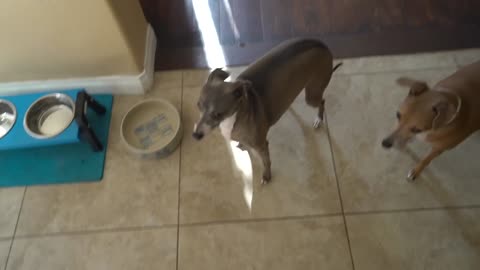 Treating Dogs Like Babies For A Day