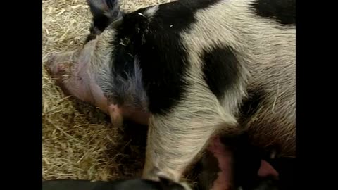 Baby Piglets