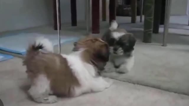 Why Shih Tzu So Adorable?? #puppies #cutedog #shihtzu #funnydog