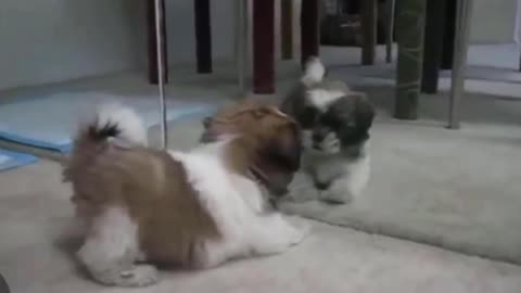 Why Shih Tzu So Adorable?? #puppies #cutedog #shihtzu #funnydog