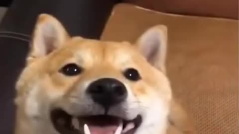 Funny pets that make you laugh😹#pets #fun #petsworld #shorts