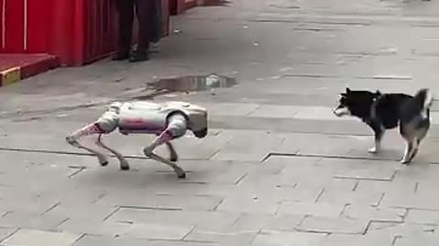 What is this dog It has no hair shorts robotdog reaction