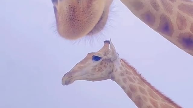 The giraffe