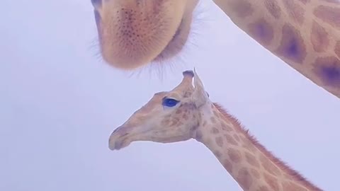 The giraffe