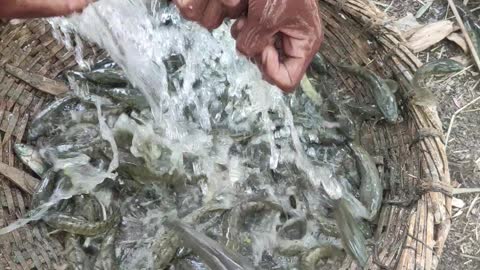 Boys catch fish from the pond