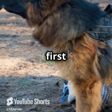 Top 5 Bodyguard Dogs You Must Have!