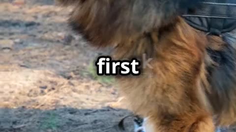 Top 5 Bodyguard Dogs You Must Have!