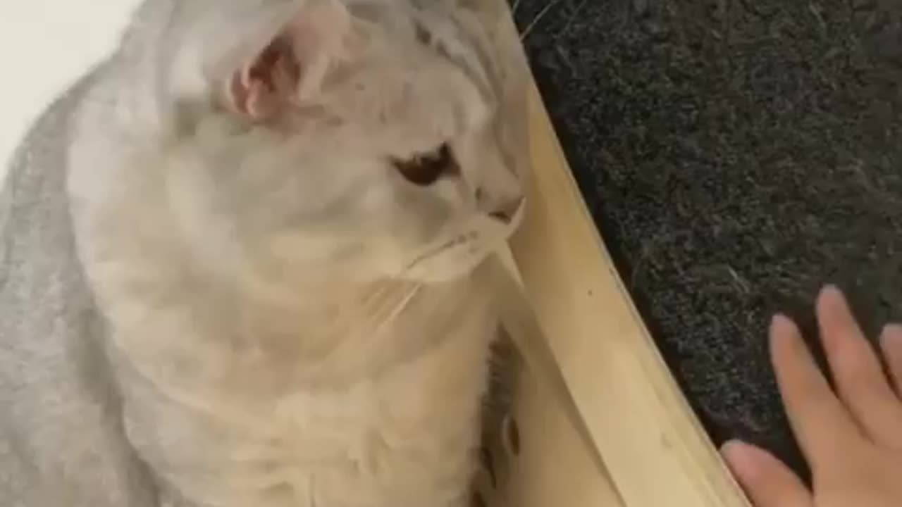 Lovely cat 🐱
