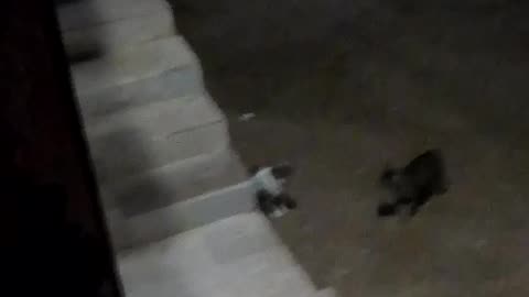 Cute Cats fighting with each other