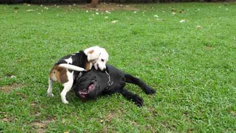 Adorable Bulldogs: A Compilation of Cute and Funny Moments