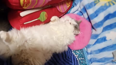 I must know how comfortable a human bed🙀