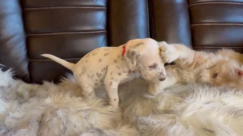 Silly Maine Coon kitten grabs Dalmatian puppy’s head to bring her closer.