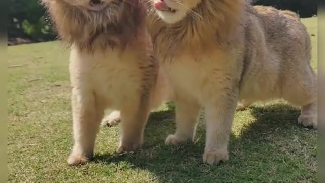 Which one do you like#pet #cat #fyp #foryou #cute