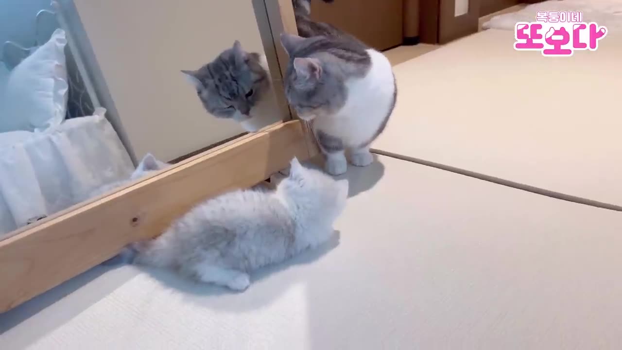 An adult cat who does the walking upright when he sees a kitten cat