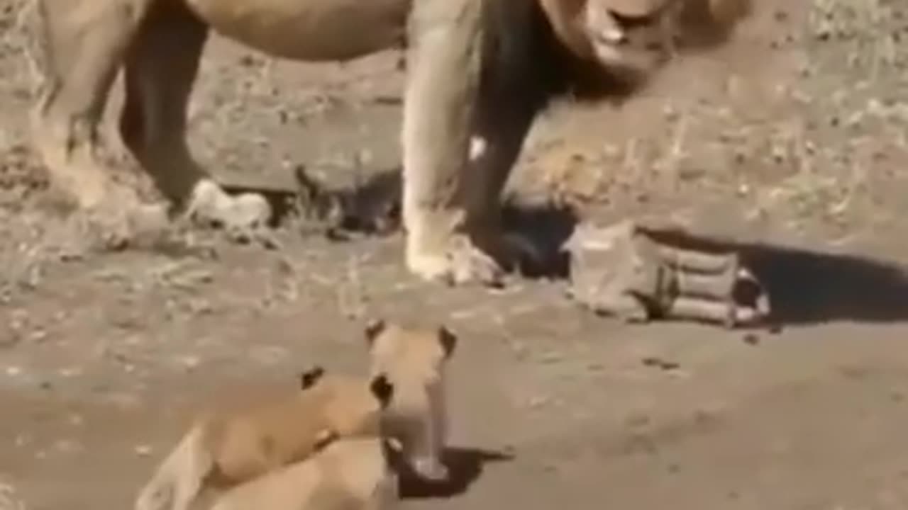 the funniest animal video of the year