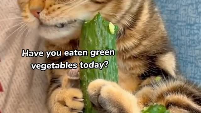 Thiscatlikestoeatcucumbers.