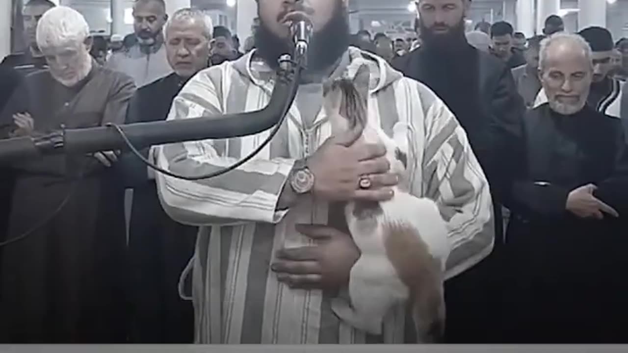 Viral: Cat Jumps On Imam During Ramadan Prayers