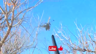 Pheasant Hunting 14H23