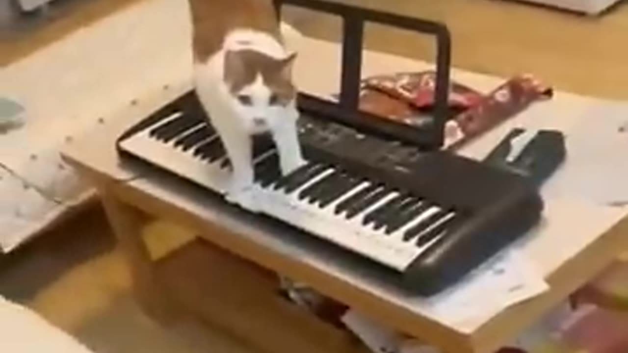 Funny cats & dogs
