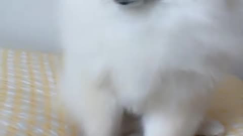 Funny Animal Primpy Dog