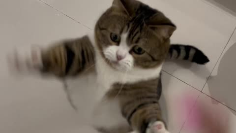Cute cats and animals fanny video
