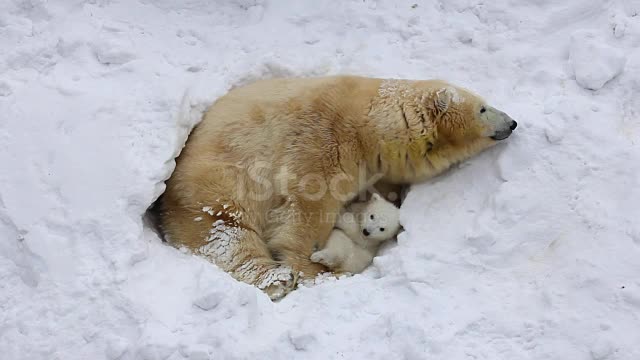 animal affection is also great