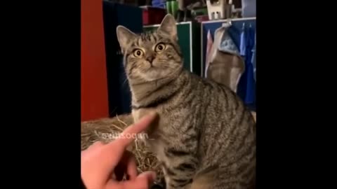 Мега крутые котики