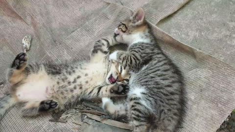 Teaching kittens the necessary skills of combat.