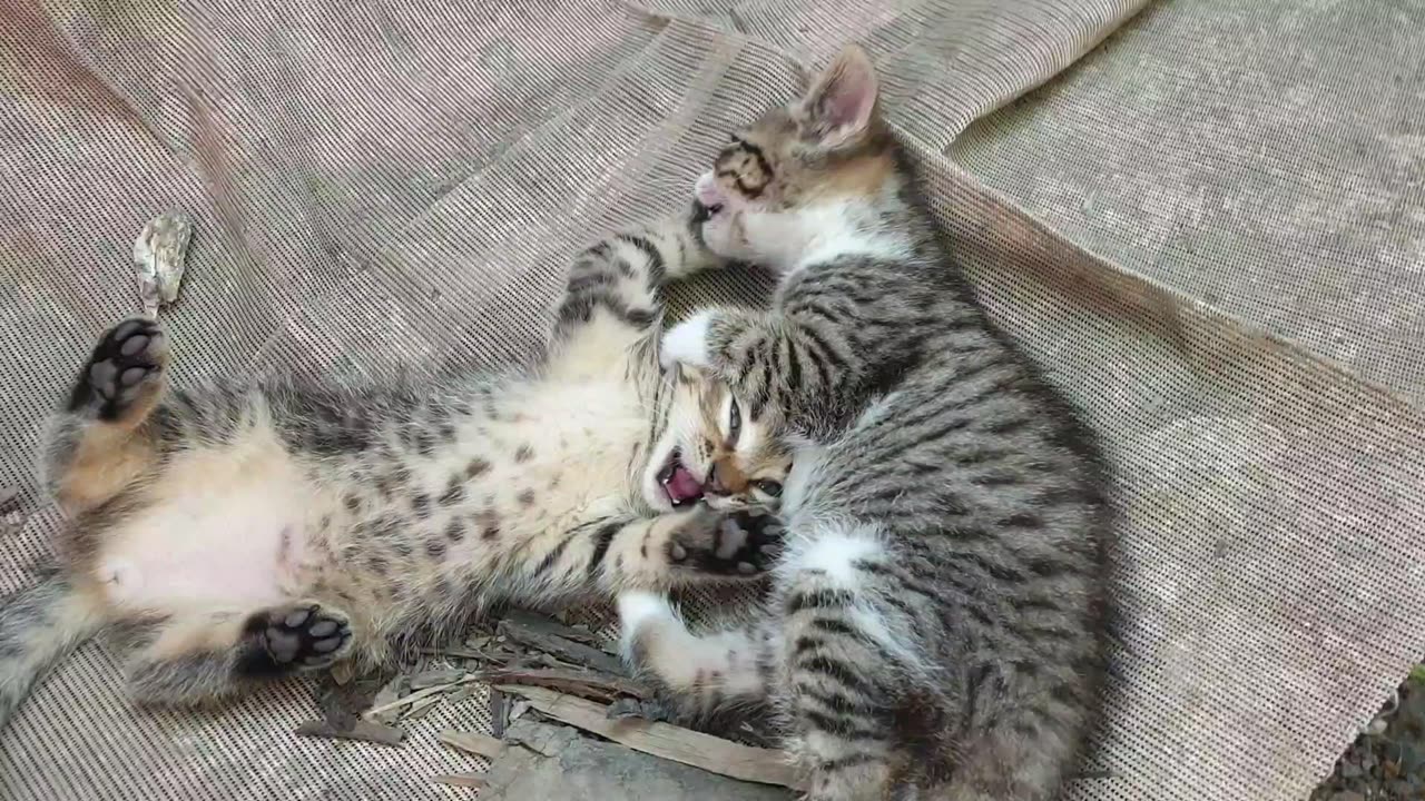 Teaching kittens the necessary skills of combat.