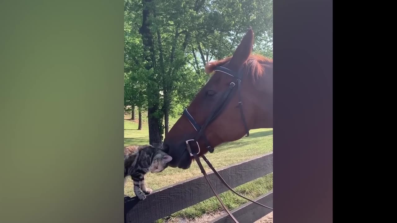 Funny Animal Video
