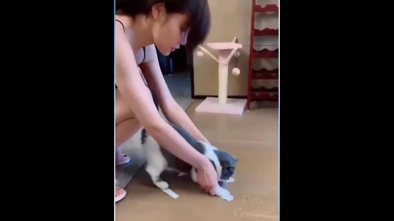 Animals funny video's