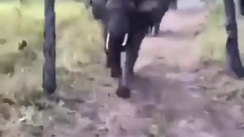 Angry Elephant Chasing Car