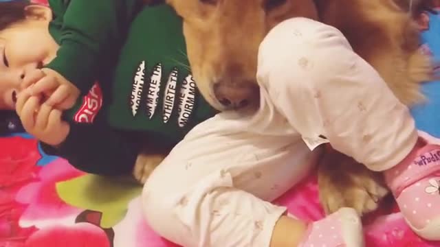Golden Retriever is really a child watcher, and spends a pleasant day with the baby