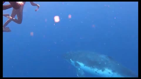 Whale is playing.