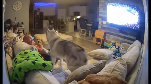 Funny Dogs and cats Videos 2024
