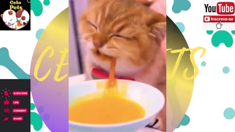 Animais Engraçados Funny Animals Channel 🐶🐱