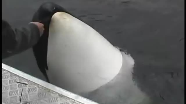 Luna, a wild orca, plays with his human friend