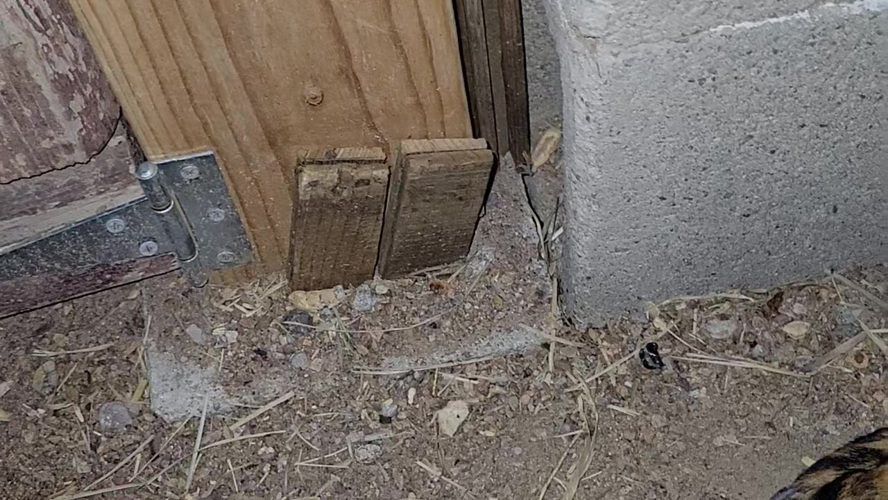 Rangers 1st Tortoise Encounter