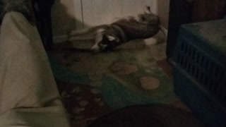 Huskies are just different.