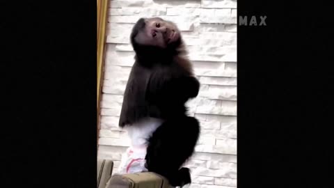 Funny Animals video's 2023😇_Funniest Dugs And Cat's Vedios🥰🥰