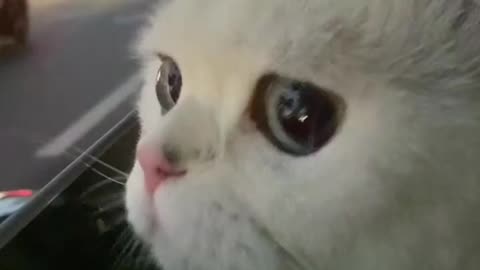 Funny cat