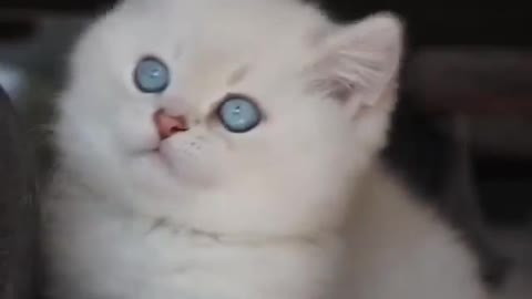 Cute Cat 🐈