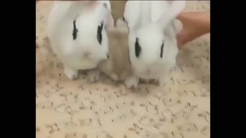 All for one and one for all united we stand