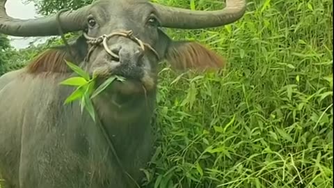 Buffalo eating grass with innocent eyes.