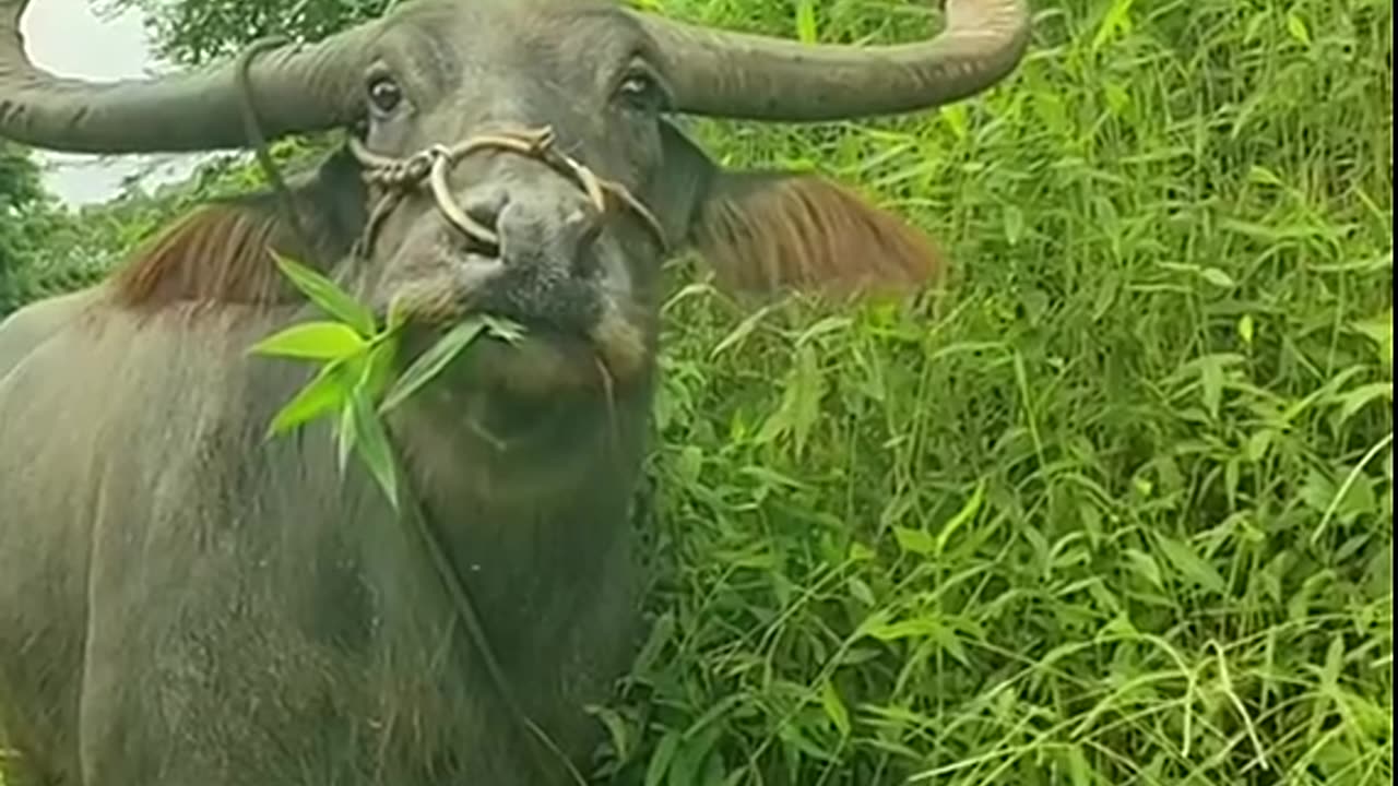 Buffalo eating grass with innocent eyes.